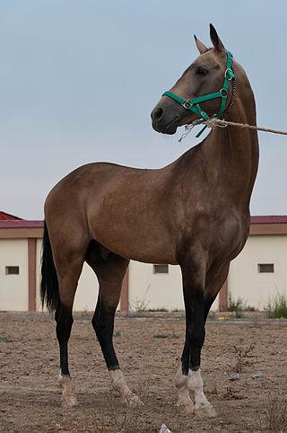 An Akhal-Teké is presented at a stud farm in Turkmenistan. - CC BY 2.0 - Kerri-Jo Stewart