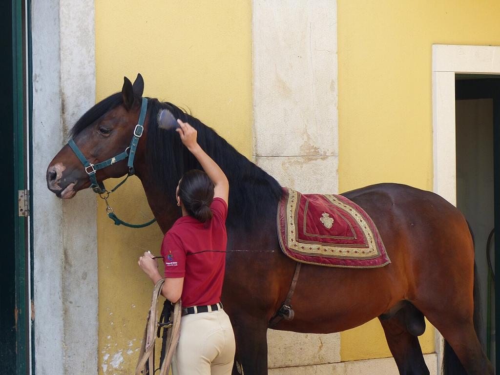 Grooming an Alter Real stallion from the Portuguese School of Equestrian Art. - CC BY-SA 4.0 - Tsaag Valren