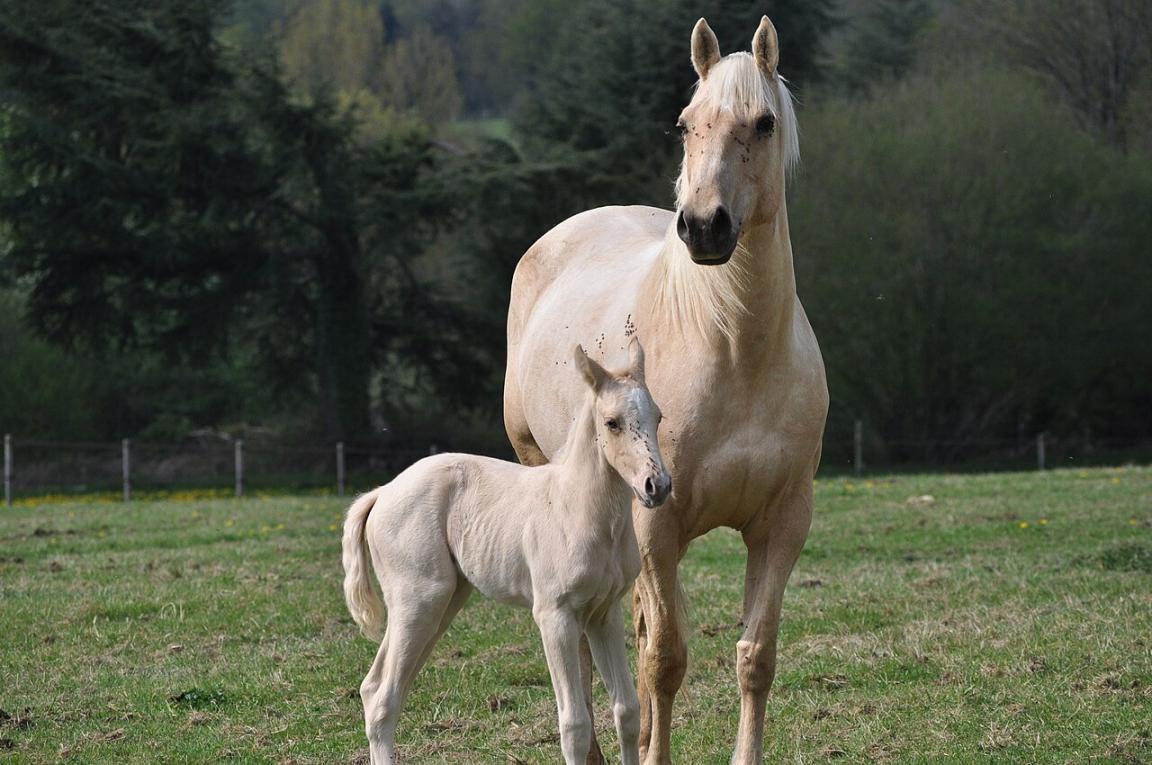 Paint Horse Solid mare and her filly - Public domain - Jpleconte