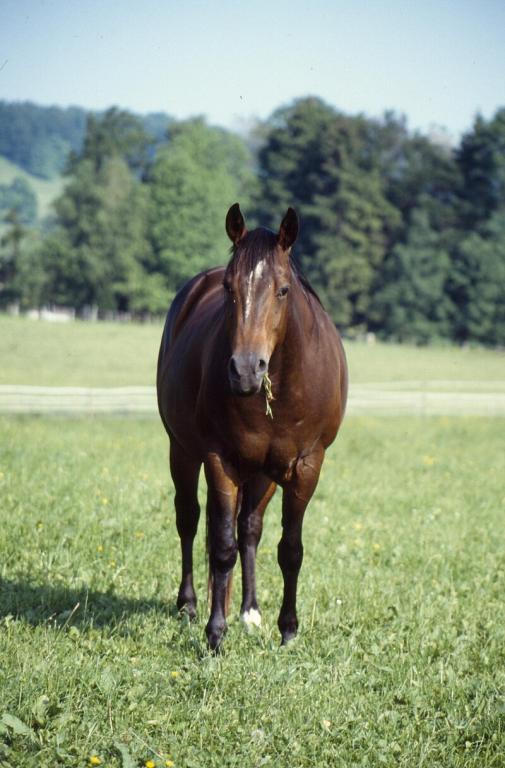 Quarter Horse de halter, vu de face. - CC BY-SA 1.0