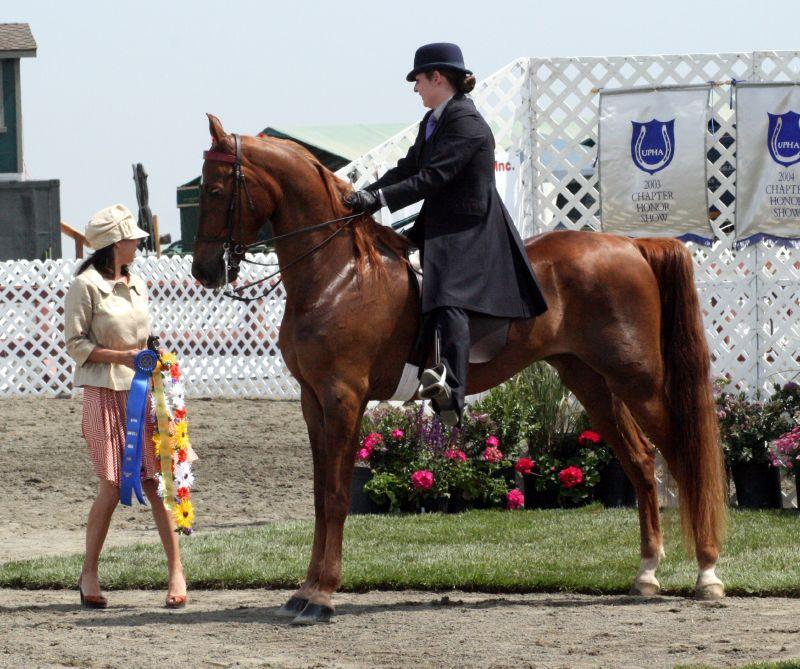 American Saddlebred - CC BY 2.0 - Just chaos