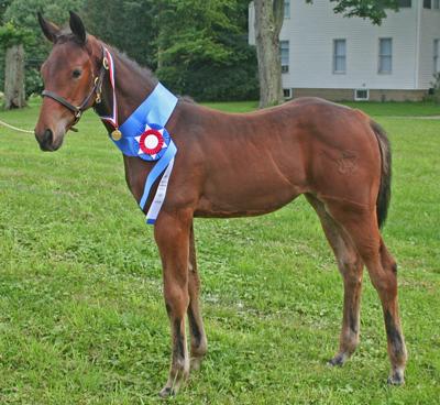 A 3-month-old American Warmblood filly - CC BY-SA 3.0 - Marlynna Pellegrini