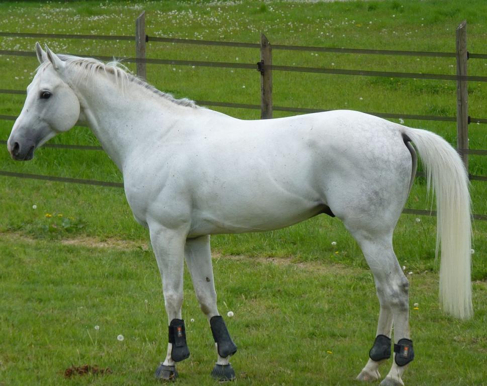 Anglo-Arab Gray - Public domain - Wikikoko