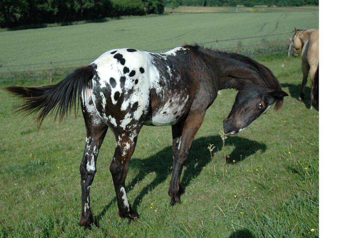 Appaloosa blanket - Domaine public - RL65