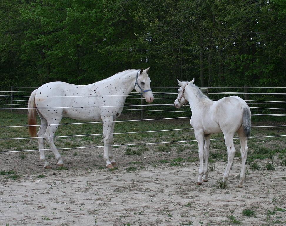  White Appaloosa - CC BY 2.0 - bankerssilvermoon