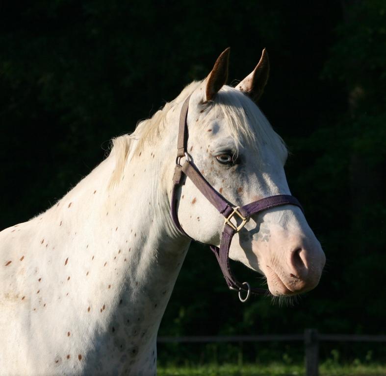 Appaloosa head - CC BY 2.0 - bankersilvermoon