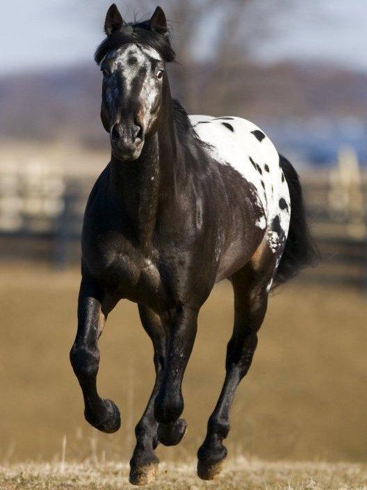 Appaloosa - CC BY-SA 3.0 - Darrell Dodds 