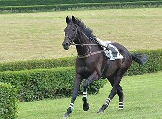 The black AQPS horse Vent des Dunes (2009–) during a steeplechase at the Corlay Équipôle in June 2021. – CC BY-SA 4.0 – Tsaag Valren