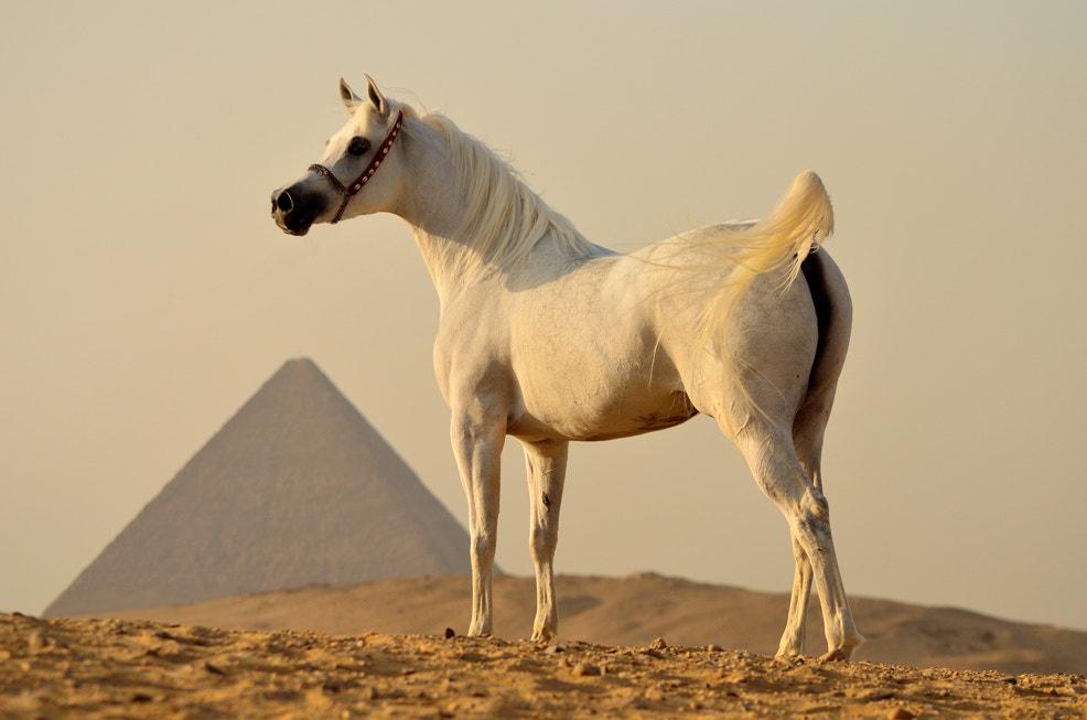 Grey Arabian mare in Egypt, in front of one of the pyramids of Giza. - CC PAR 3.0 - Yana B