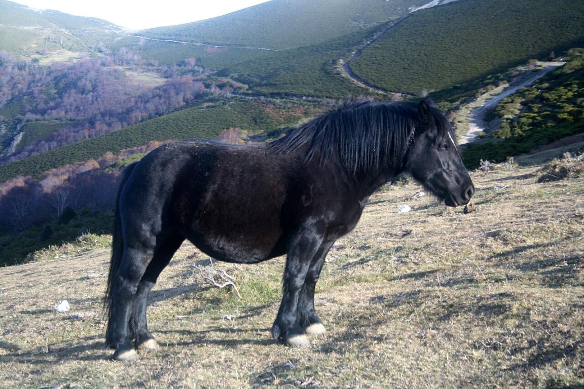 Asturcón pony in black coat. - CC BY-SA 2.0 - Ramón