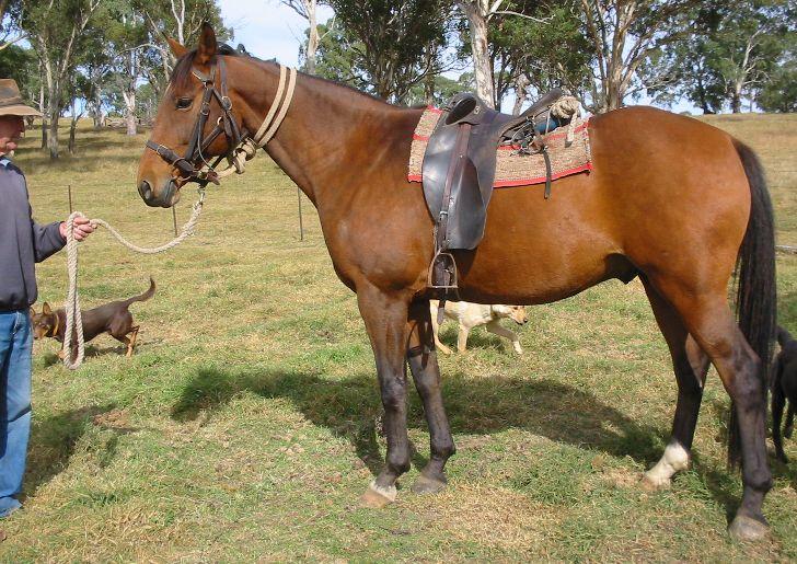 An Australian Stock Horse carrying. - CC BY 3.0  - Photo : Cgoodwin 