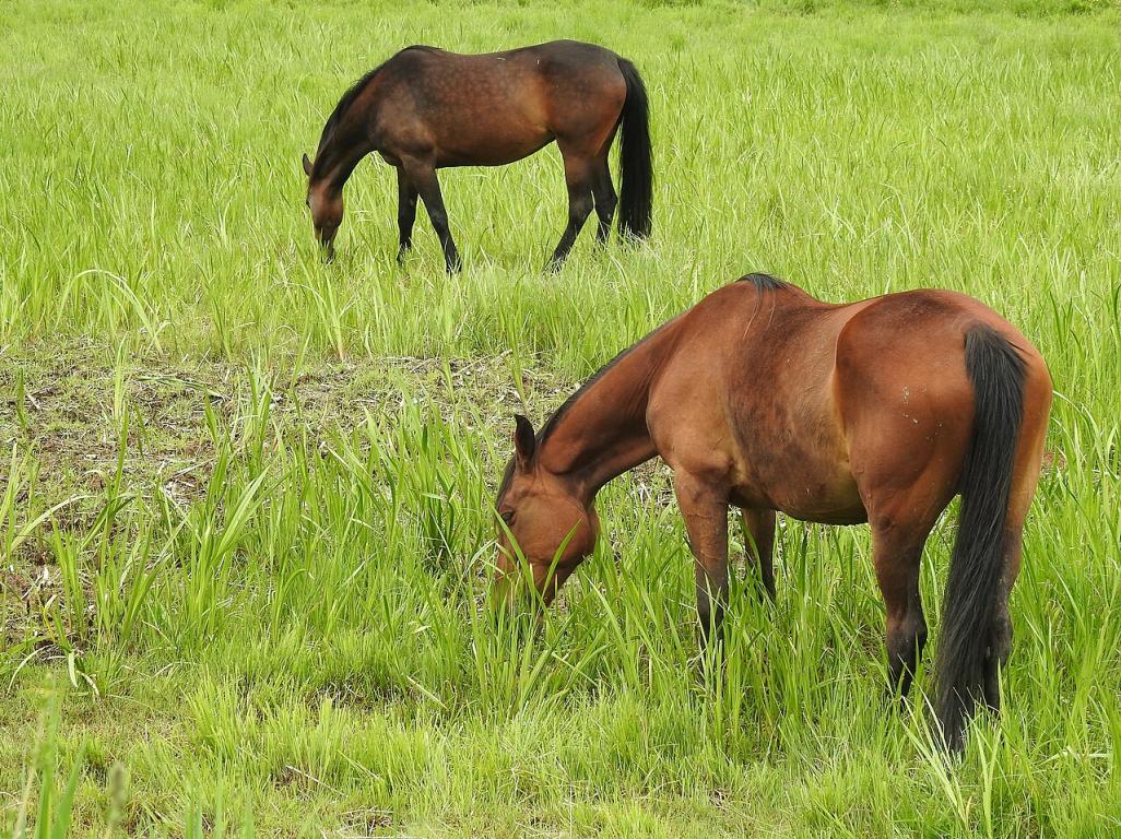 Austrian Warmblood - C BY-SA 4.0 - Wald1siedel 