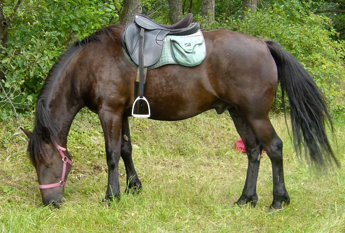Nemo, an Auvergne horse from the Rocs de la Serre equestrian center, being ridden on a trail ride in 2007. - CC BY-SA 3.0 - Stephanemartin