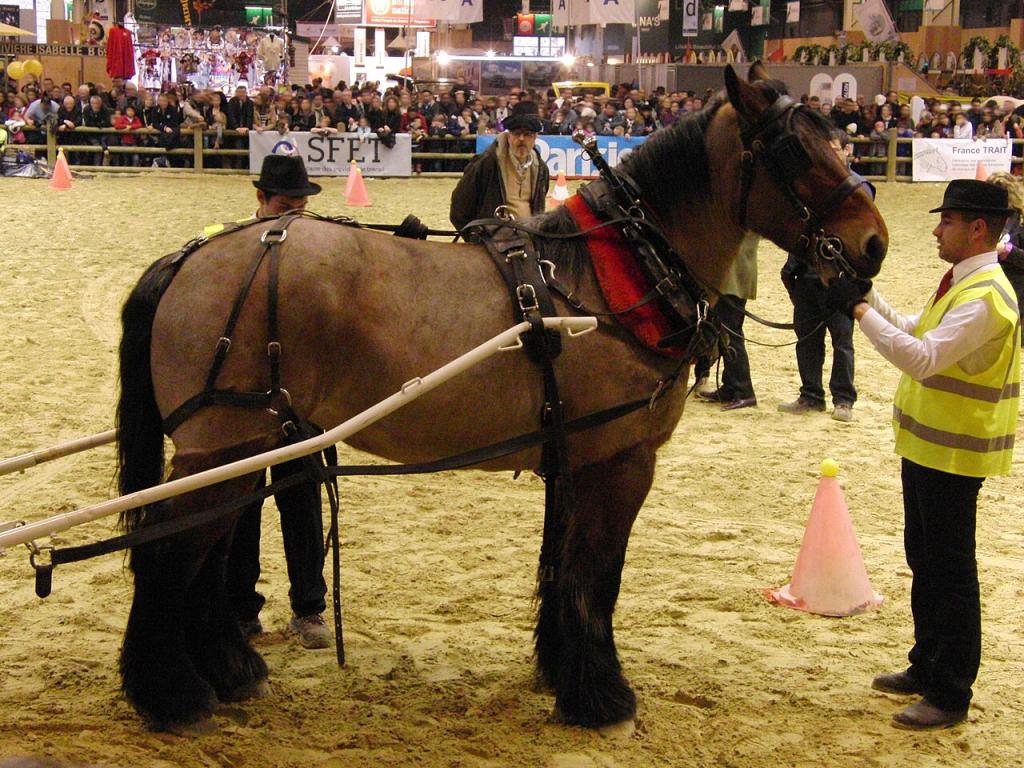 Auxois horse harnessed during the Trait d'Avenir harness competition in the maneuverability test - International Agricultural Show 2013, Paris, France - Photo: Eponimm