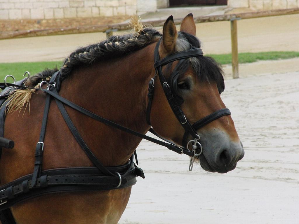 Head of an Auxois horse at the Haras National de Cluny in 2011. - Photo: Eponimm