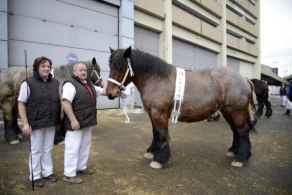 Auxois draft horse at the Paris International Agricultural Show, February 24, 2015. - Photo: Nikeush