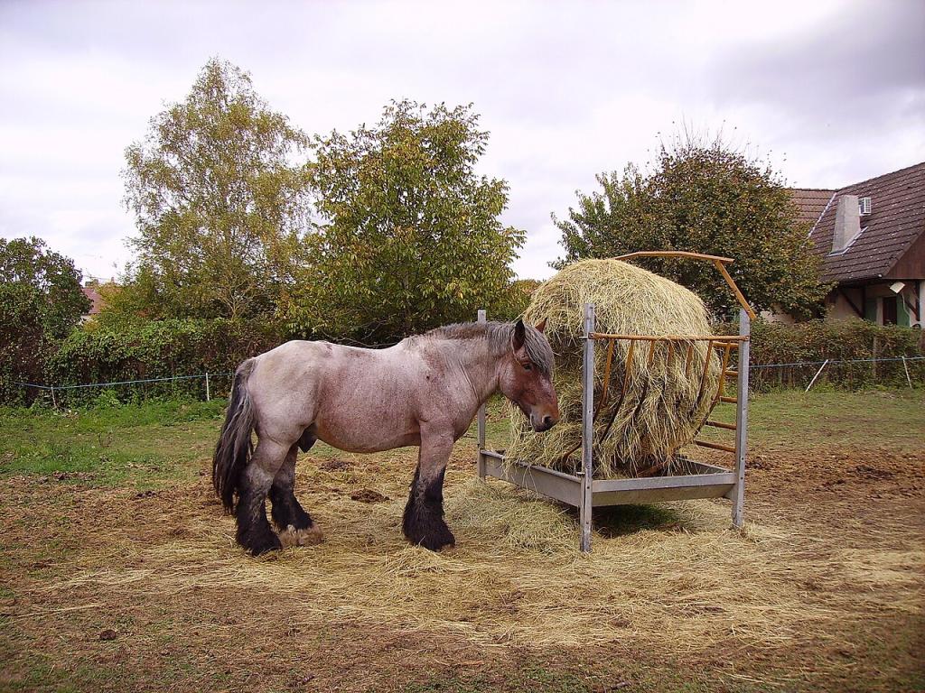 Auxois near a bale of hay in Port-Aubry, Nièvre, Burgundy, France. - CC BY-SA 3.0 - Cjp24