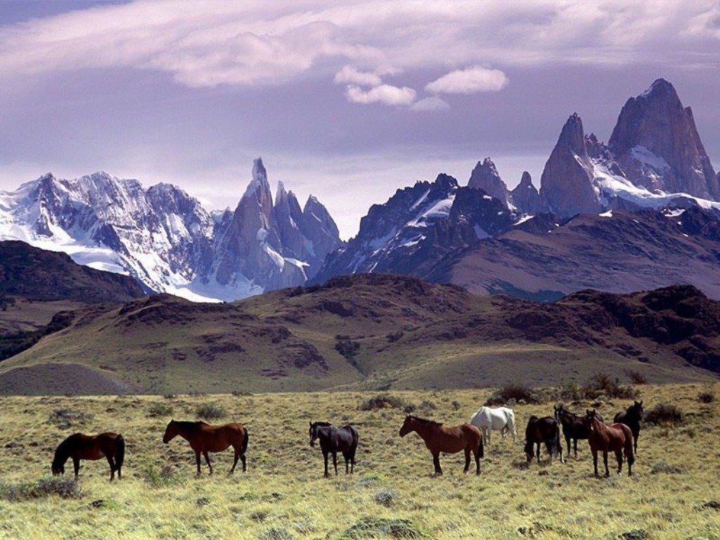 Baguales at the foot of the Fitz Roy massif, Patagonia - CC BY 3.0 - Annalisa Parisi