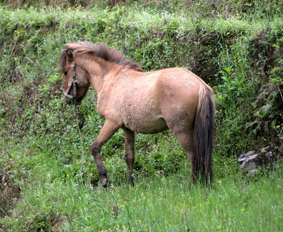 Horse along a terraced rice paddy, Longsheng, Guangxi, China - CC BY-2.0 - Elvir K