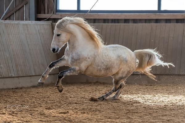 Barb Horse : Ancestor of the Andalusian and Mustang, hero of Maghreb ...