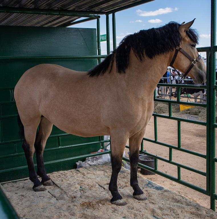 Belarusian carriage horse named Astra. Belagro 2021 Agricultural and Industrial Exhibition. Great Stone Industrial Park, Minsk Region, Belarus. - Photo: Homoatrox