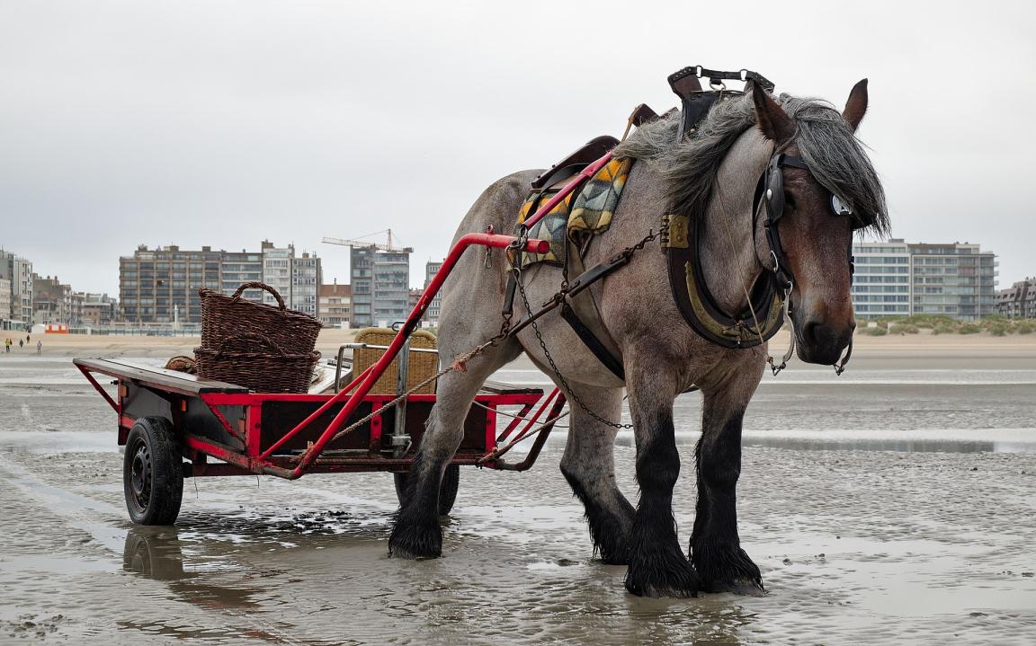 Belgian bay roan during shrimp fishing on horseback in Oostduinkerke. - This intangible heritage photo was taken in the Flemish region - Photo: Trougnouf (Benoit Brummer)