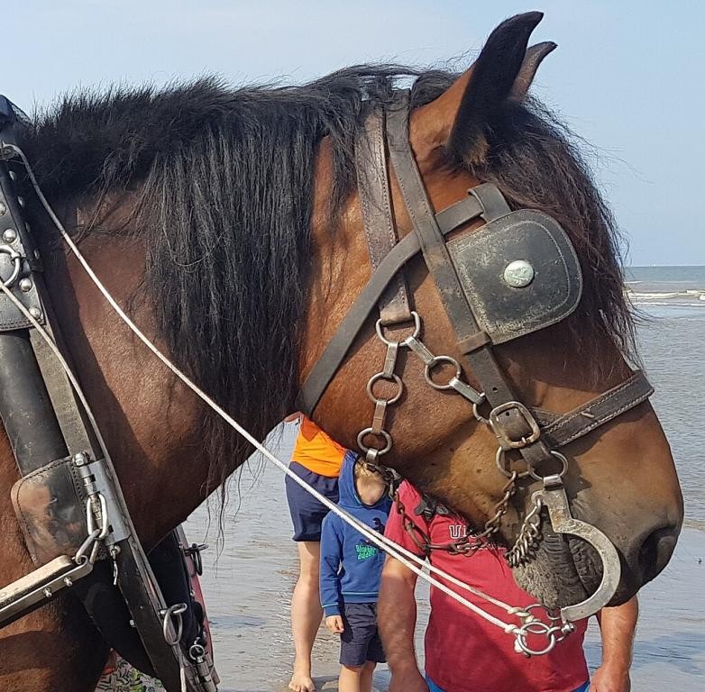 Head of a bay Belgian Draft horse. - Photo: Gabon100