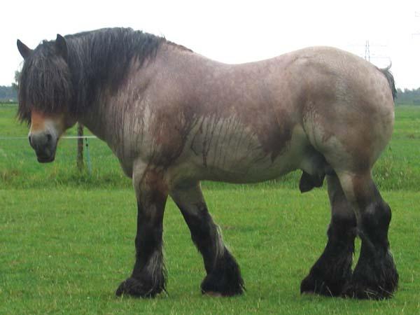 Belgian Roan, model. - Photo: Teunie