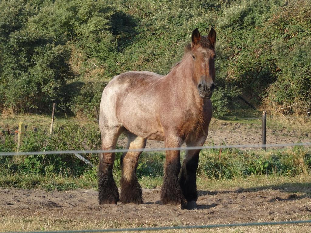 Belgian Draft Horse Line Template - Photo: Hortensja Bukietowa