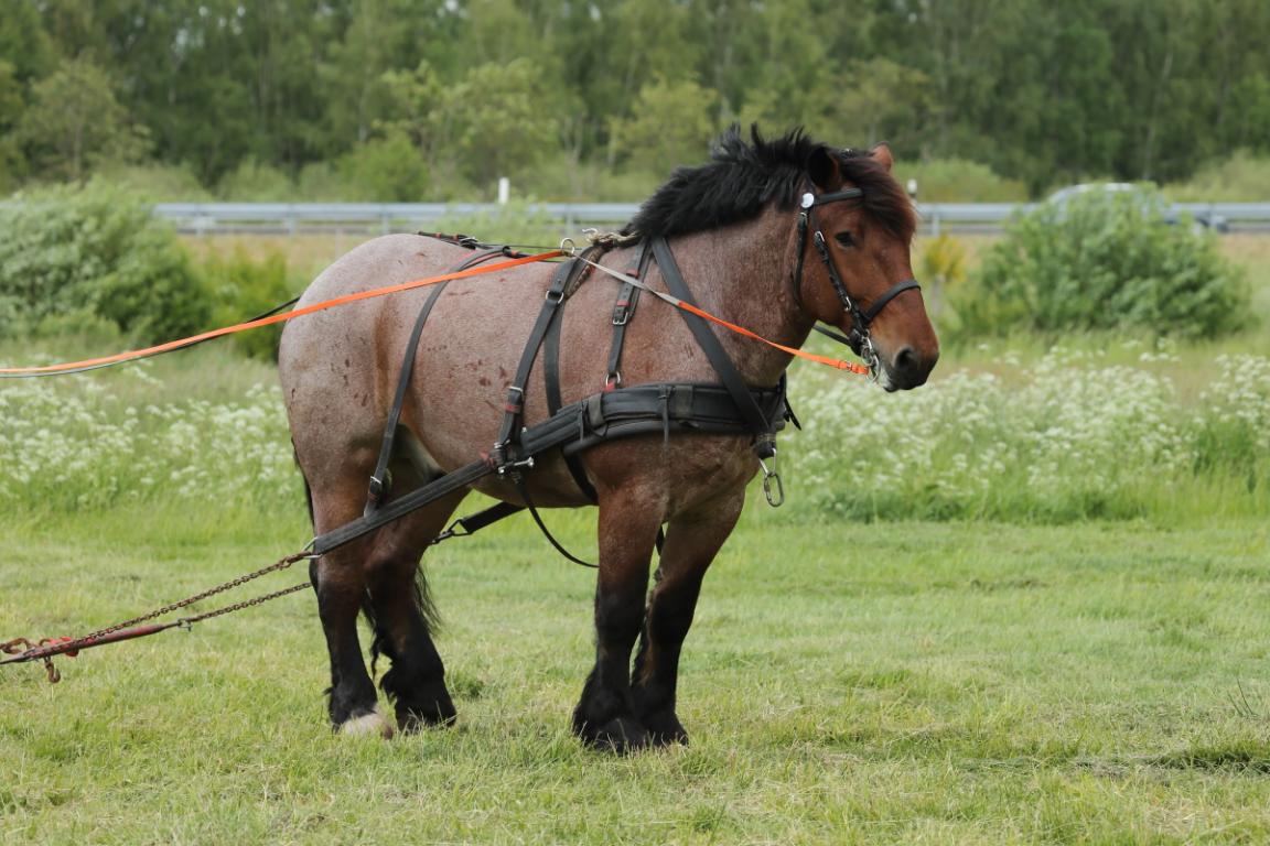 Belgian roan trait, straight profile. - Photo: Frank Liebig
