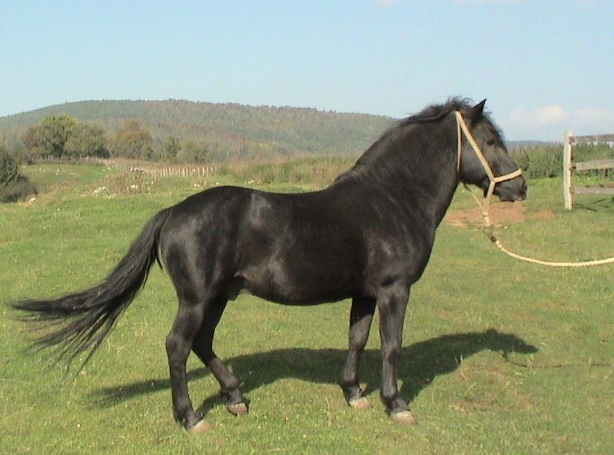 Bosnian, model. - Photo: bs:Korisnik:Agan