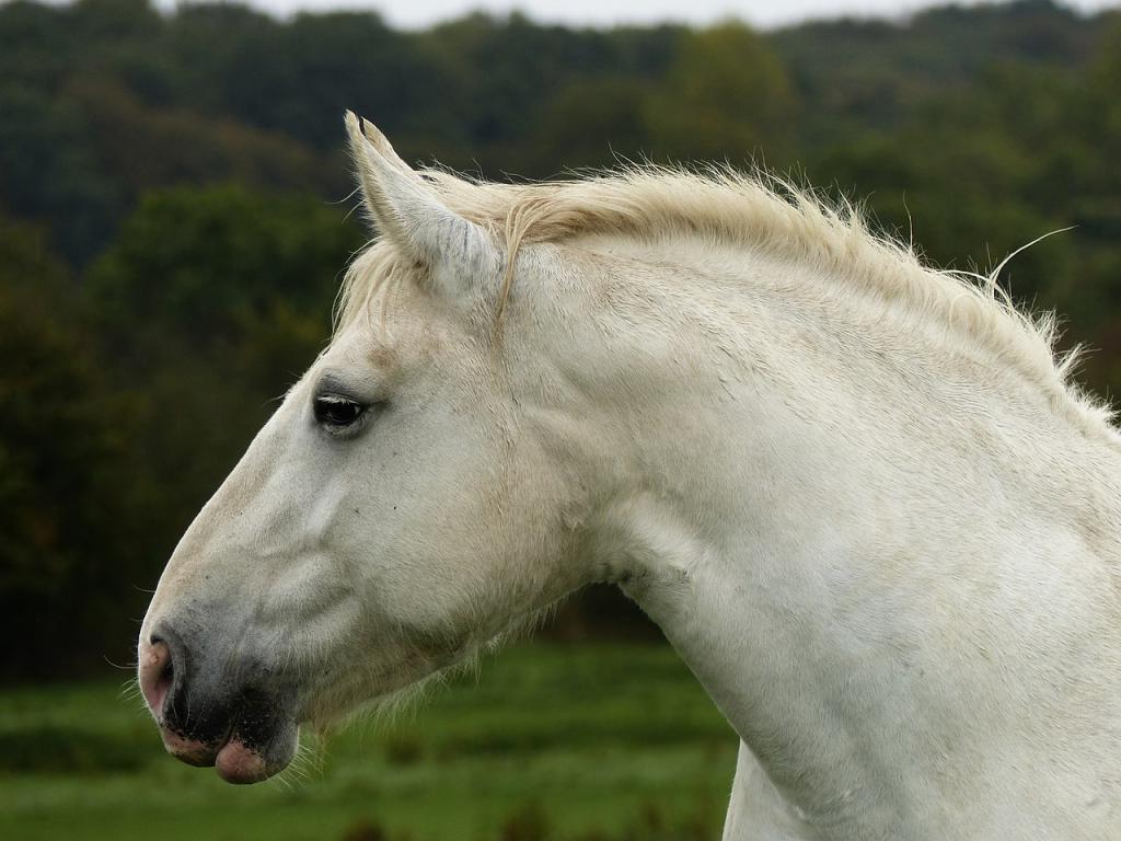 Head of a Boulogne mare, in Samer - Photo: Amélie Tsaag Valren