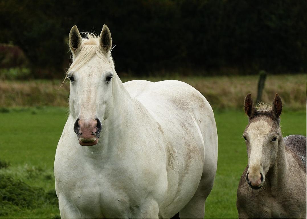 Boulogne mare and her foal of the year in Samer, in September 2018. - Photo: Amélie Tsaag Valren
