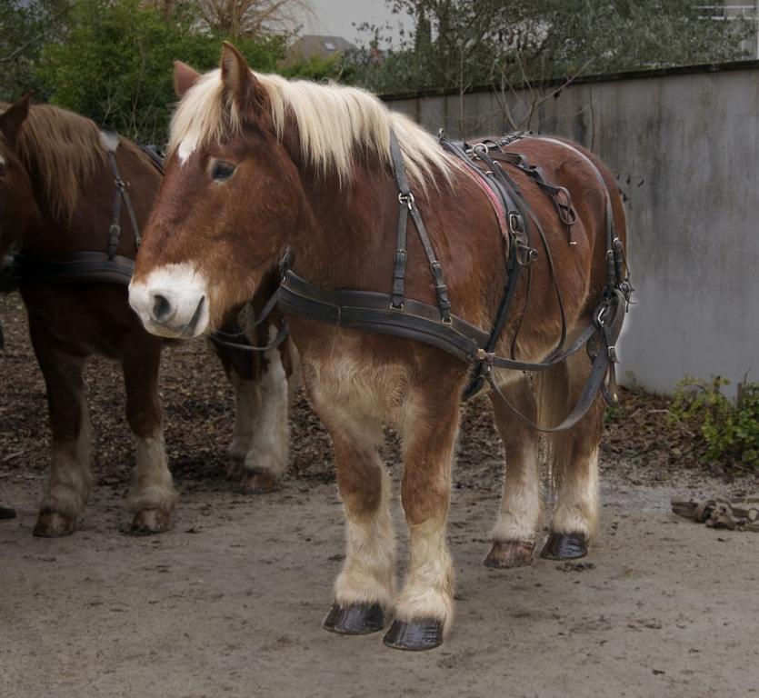 Breton horse in La Rochelle. - Photo: Jebulon