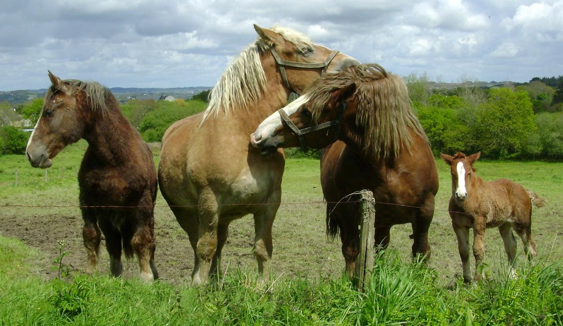 Breton postmen in a pasture in Daoulas - Photo: Gilbert LE MOIGNE