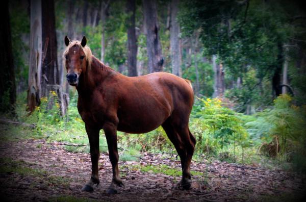 Brumby : Wild horse in Australia: origin and controversy