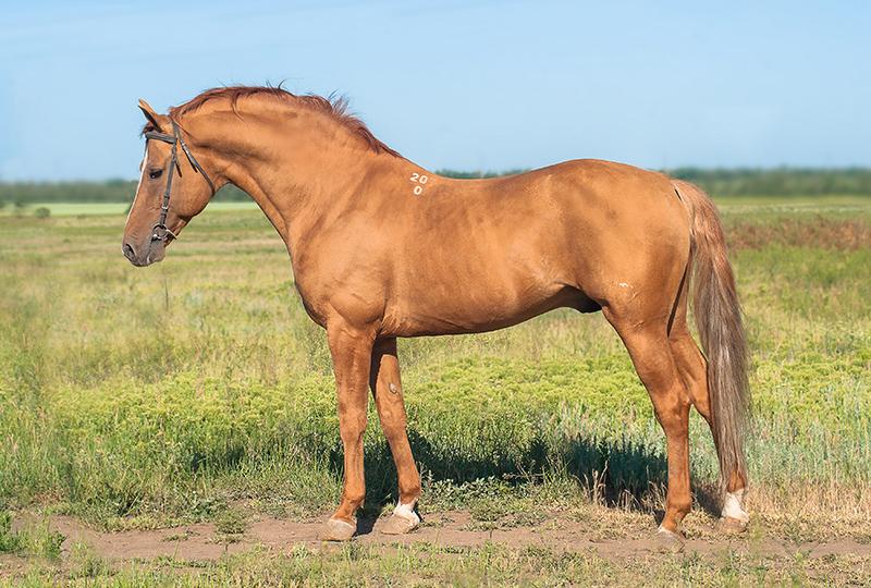 Budyonny horse - CC BY-SA 4.0 - Fefa Koroleva 