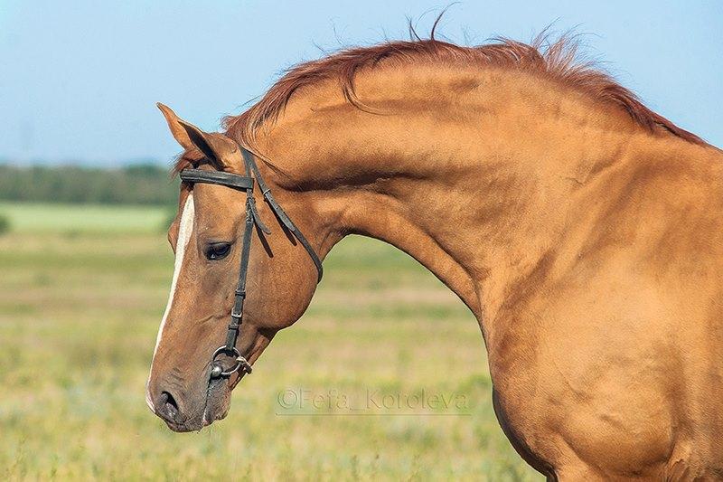 Head of the stallion Budyonny Bruch. - CC BY-SA 4.0 - Fefa Koroleva