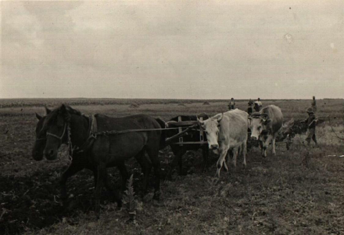 Working with a draft horse in Bulgaria at the beginning of the 20th century.