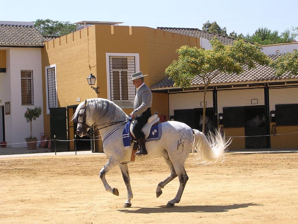 Cartujano - Carthusian Spanish horse with piaffe - Photo : Kartäuser-Pferd_Andalucia,_Spain_Private_Tour_-_June_2007.jpg: Fresco Tours derivative work: Nordlicht8 