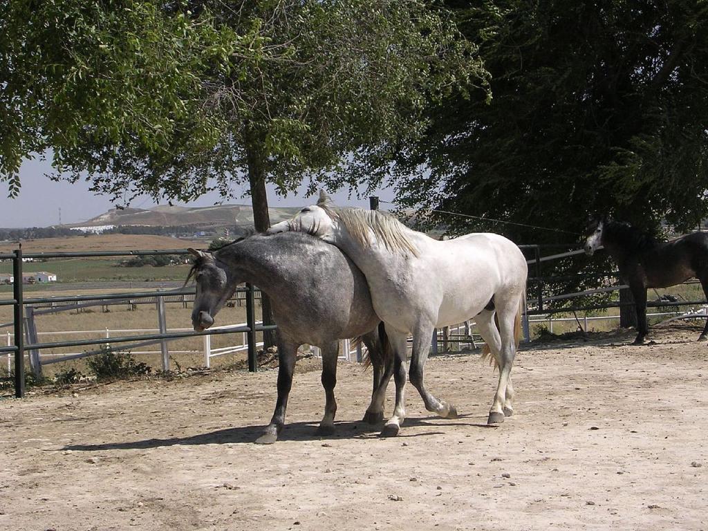 Cartujano - Carthusian Spanish horse at a breeding farm in Andalusia. - Photo: Fresco Tours