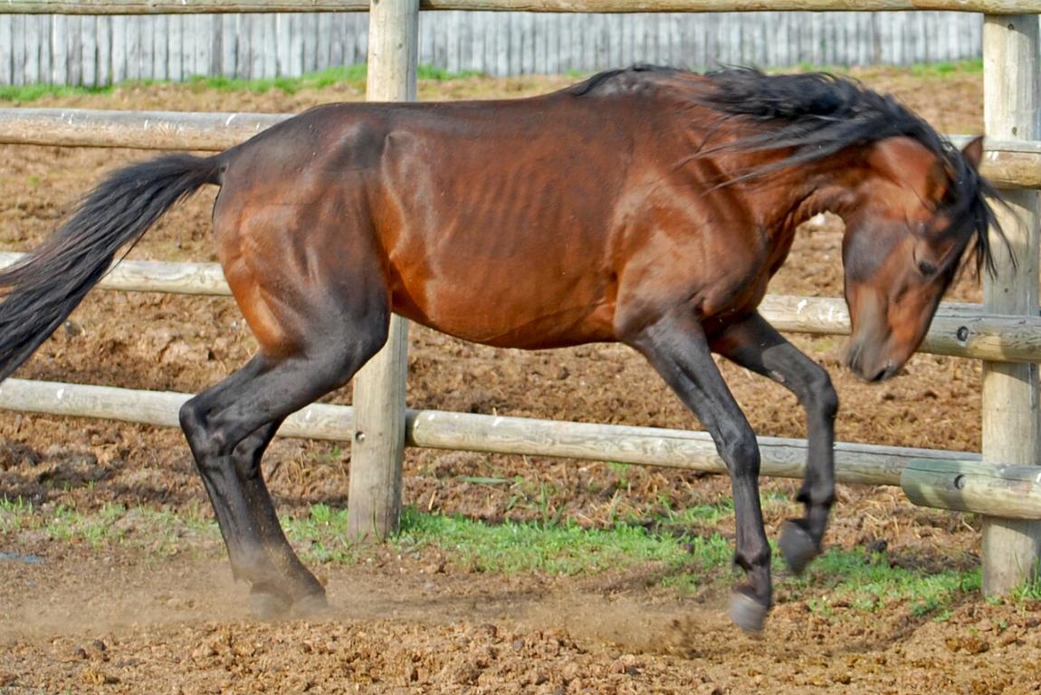 Caspian roaming free in his paddock. - CC BY 2.0 - Kerri-Jo Stewart