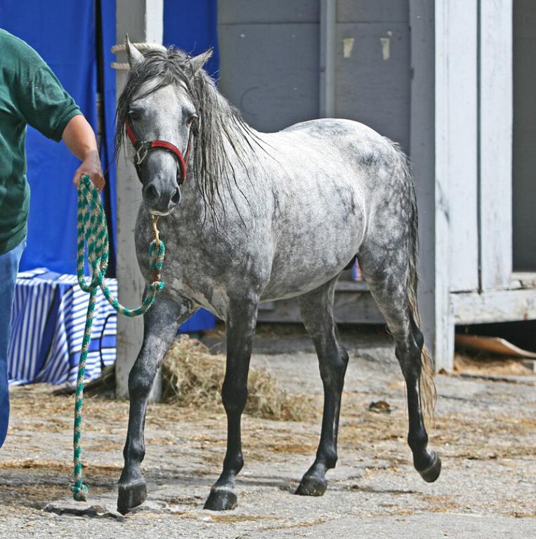 Caspian stallion held in hand. - CC BY 2.0 - Heather Moreton