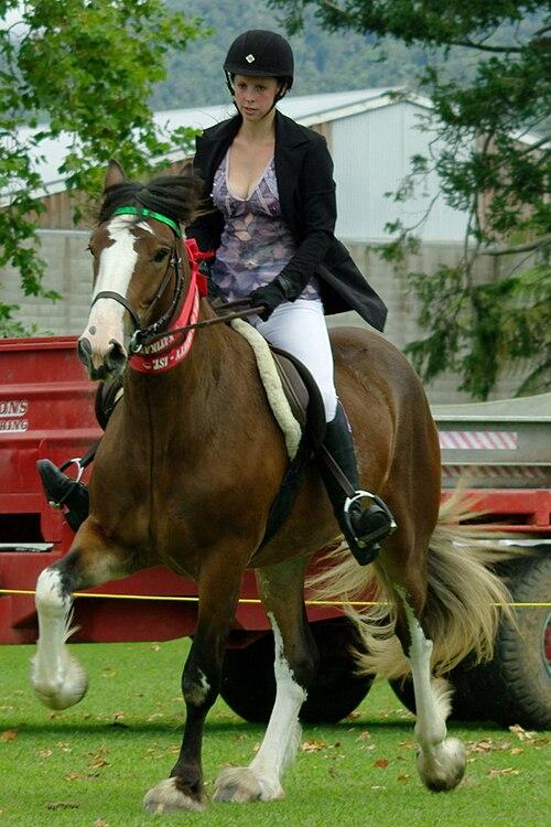  Clydesdale ridden and awarded a prize at a show in the United States. - Photo: Jude