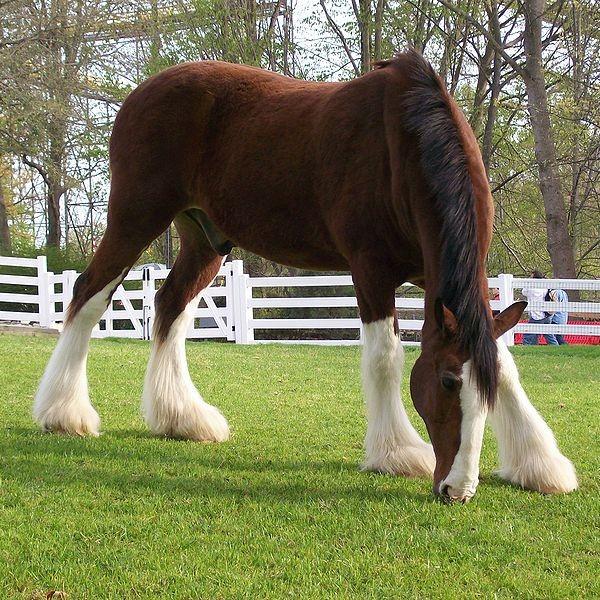 This Busch Gardens Clydesdale, bay with white on the head and legs, has the most sought-after coat color of the breed. - CC BY-SA 3.0 - Leadgold