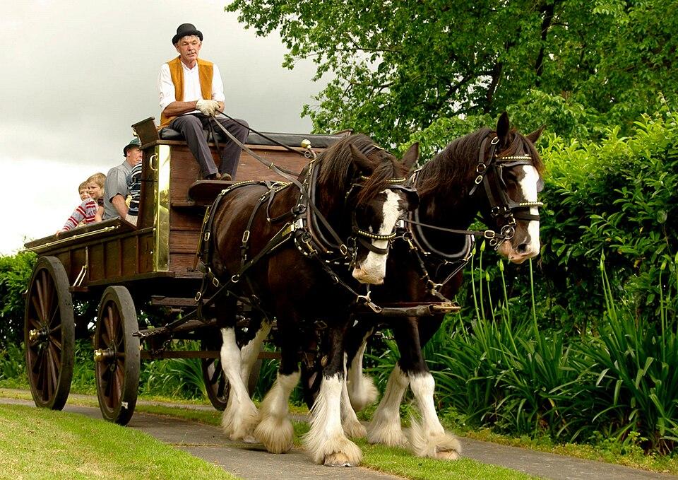  Team of Clydesdales at Monavale Homestead in New Zealand. - CC BY-SA 2.0 - Jude