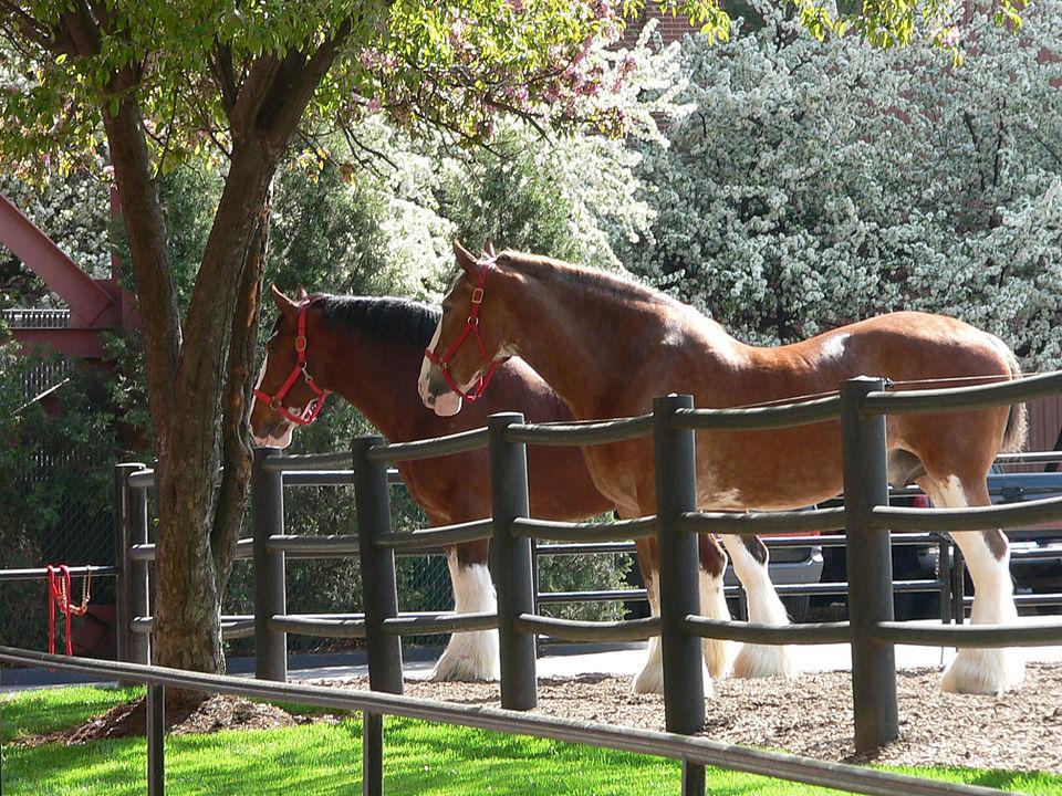 Clydesdales at a US kennel - CC BY 2.0 - Bev Sykes