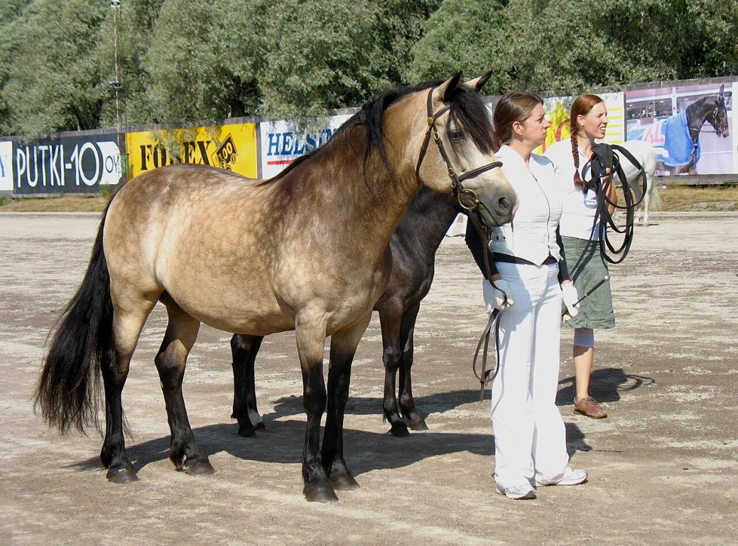 15-year-old Connemara mare, winner in Finland. - CC BY-SA 3.0 - Pitke