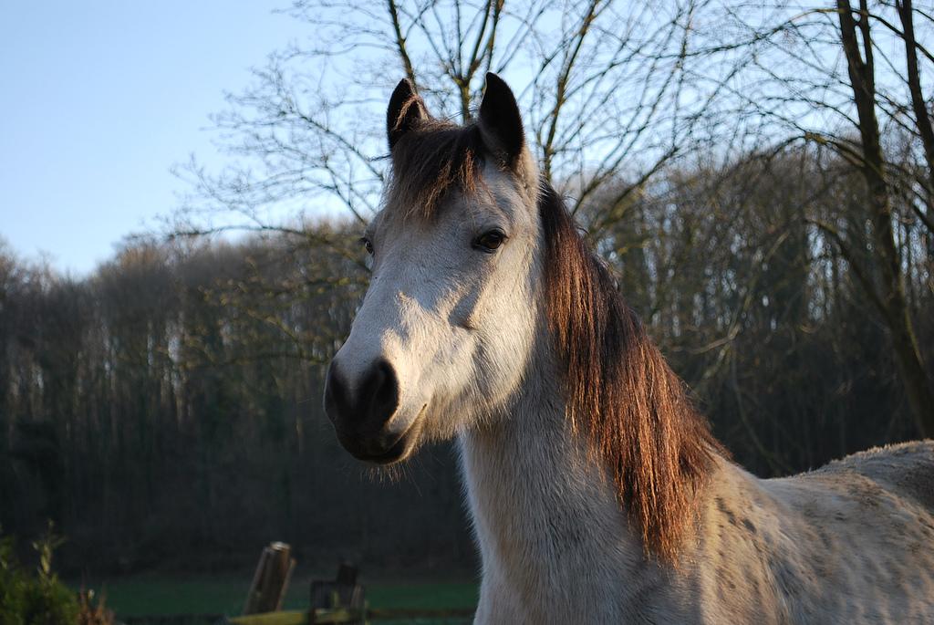 Detail of the head of a Connemara pony. - CC BY 2.0 - Mylène Vasseur