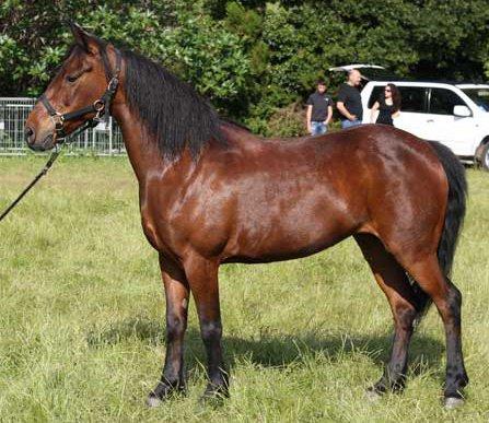 Corsican breed mare. - CC BY-SA 3.0 - Ciriolla